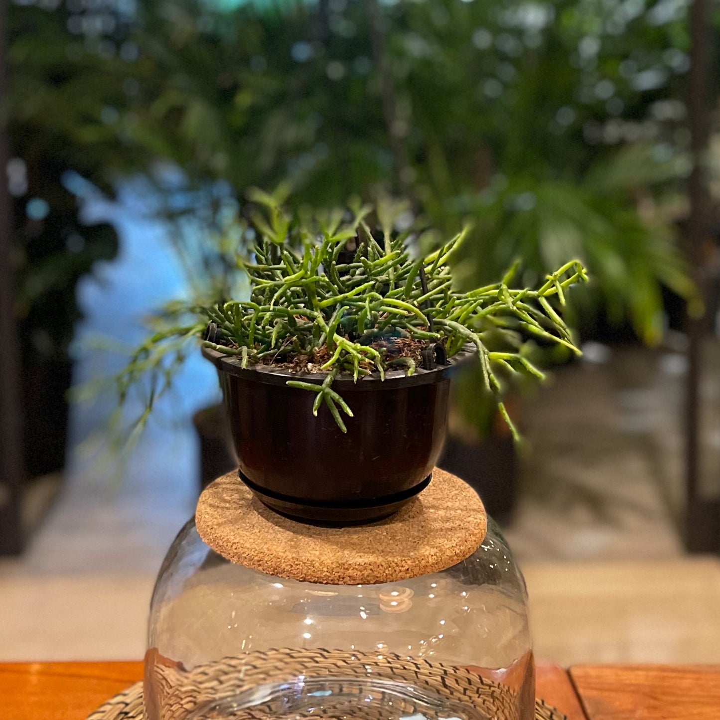 Spaghetti Cactus 6"