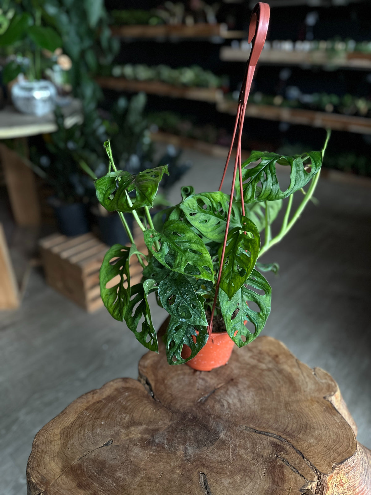 Monstera Adansonii (Swiss Cheese) 6” HB
