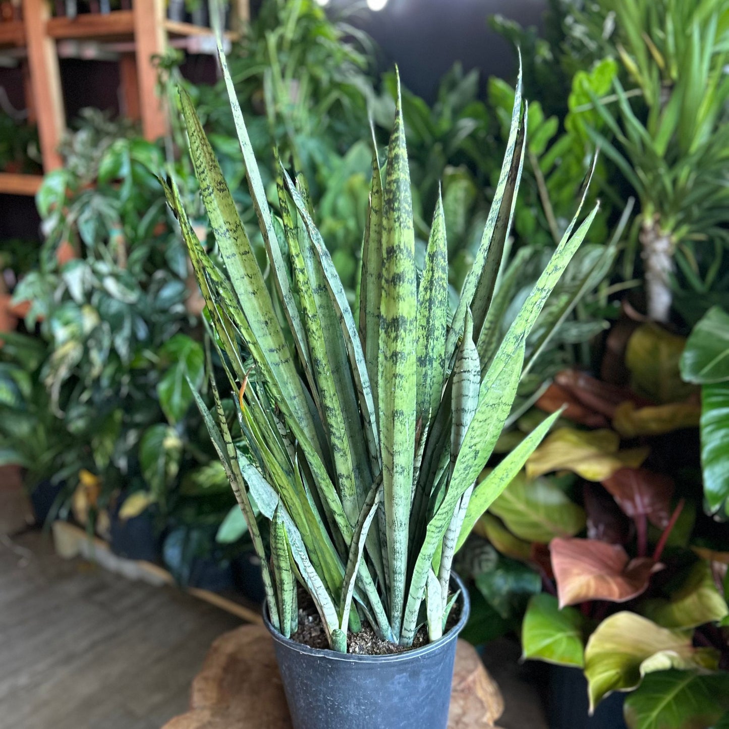 Sansevieria Silver Streak 10”