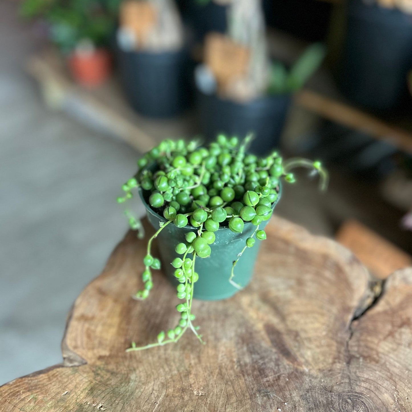 String Of Pearls 4"