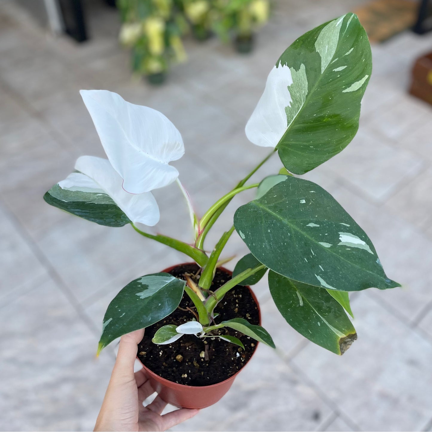 Philodendron White Princess 6”