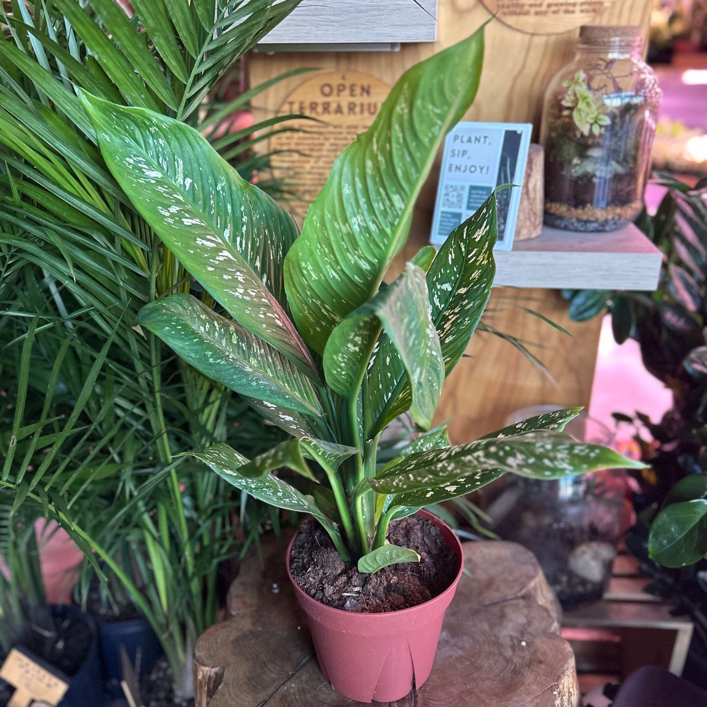 Dieffenbachia Bryant Compacta 8"