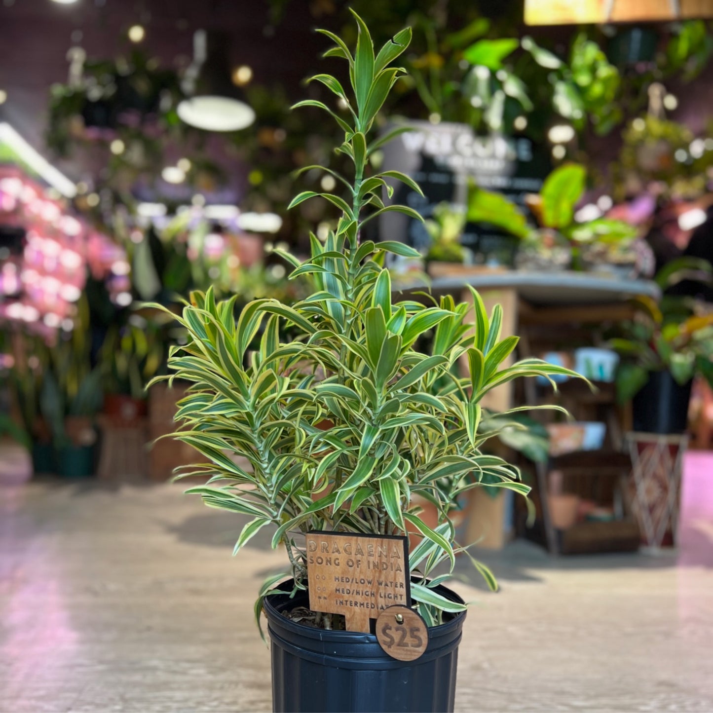 Dracaena Song Of India 8"