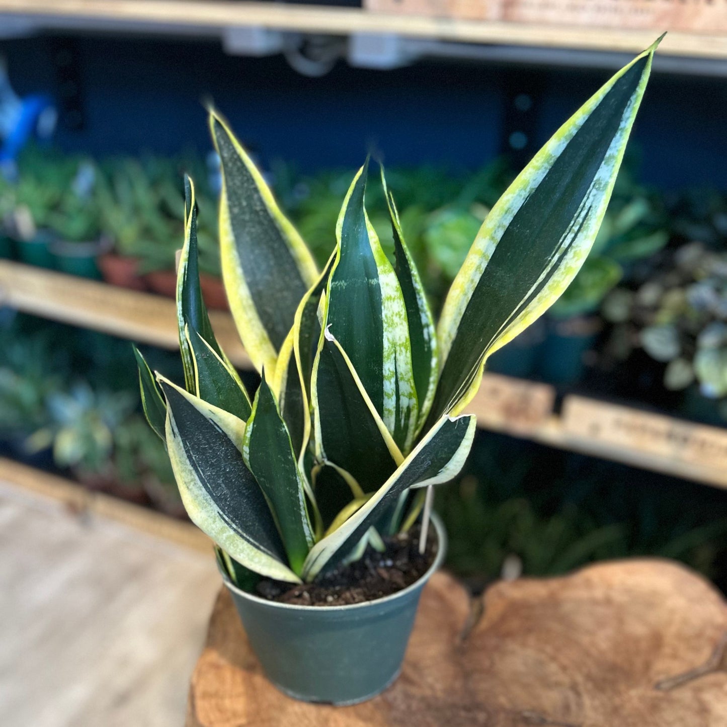 Sansevieria Star Power Black Gold 6”
