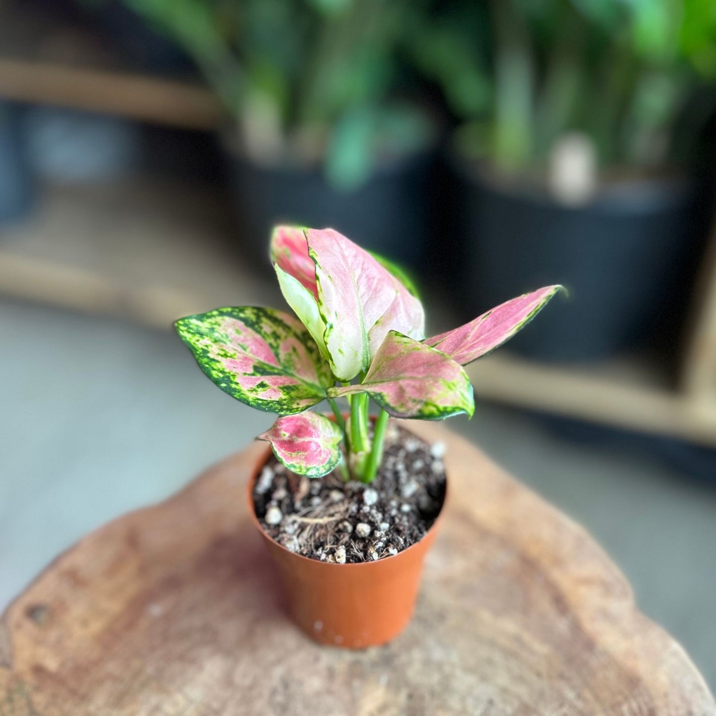 Aglaonema Geely Red 2”
