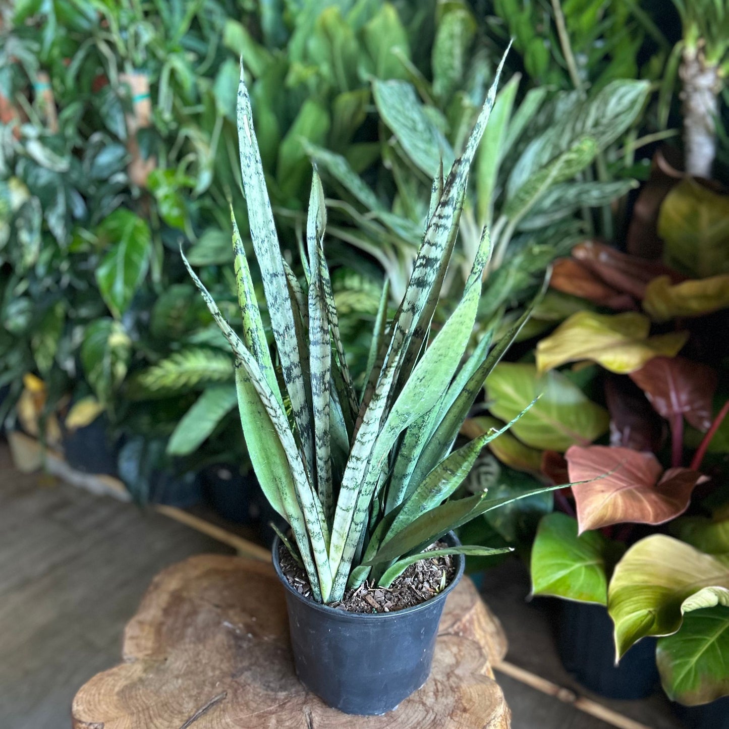 Sansevieria Silver Streak 8”