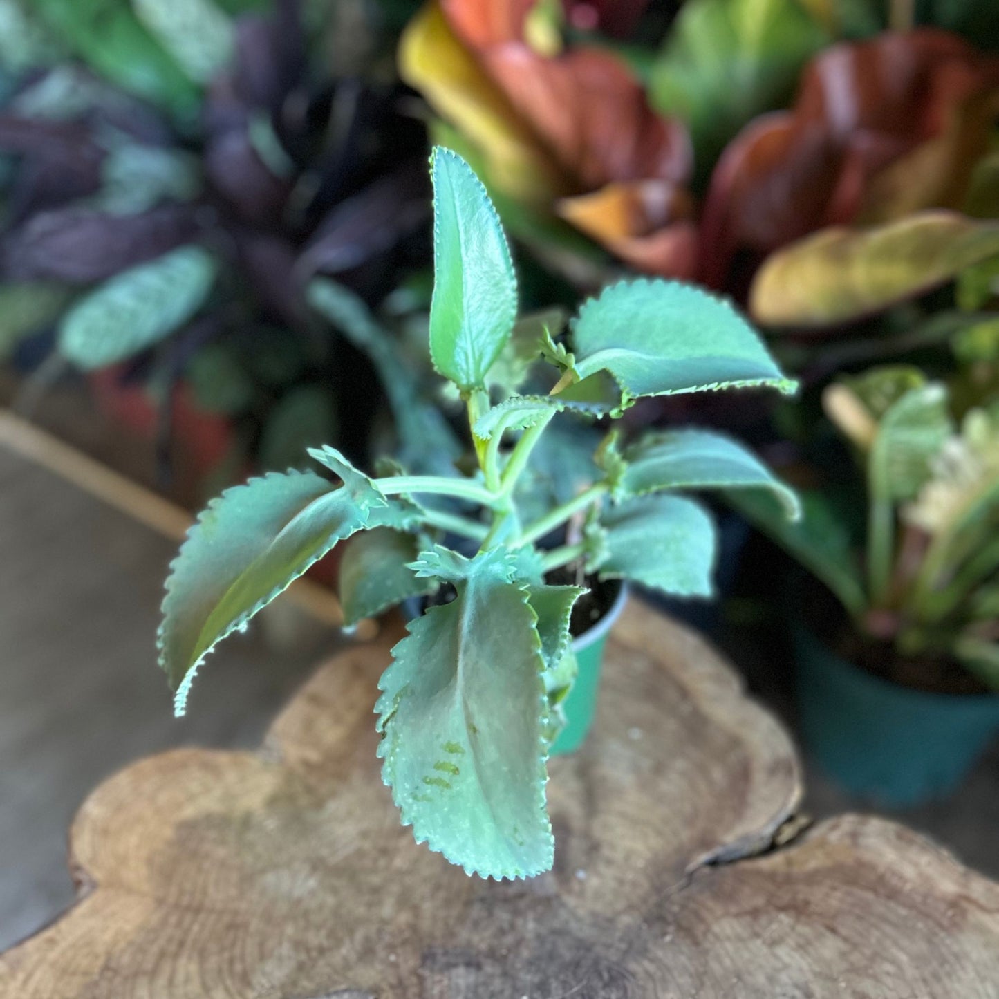 Kalanchoe Devil's Backbone 4"