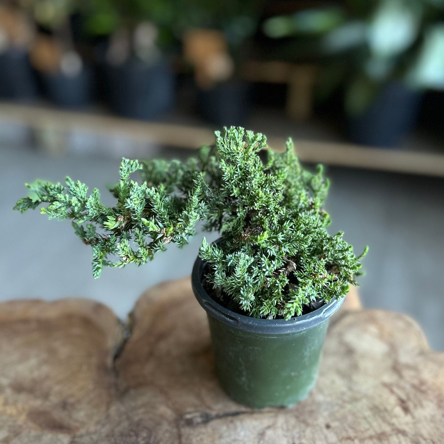 Bonsai Procumbens Nana 4”