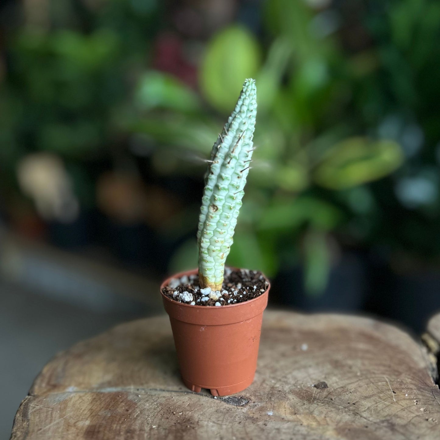 Euphorbia Mammillaris Variegata 2"