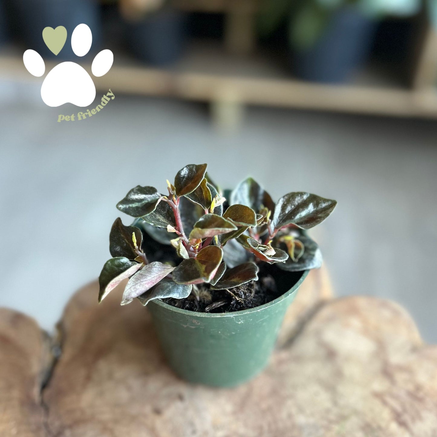 Peperomia Metallica 4"
