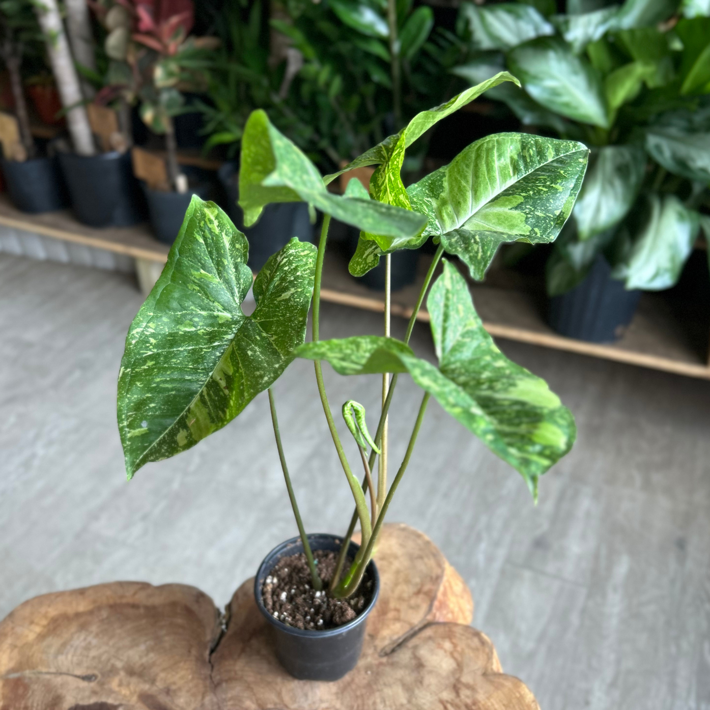 Syngonium Panda 4"