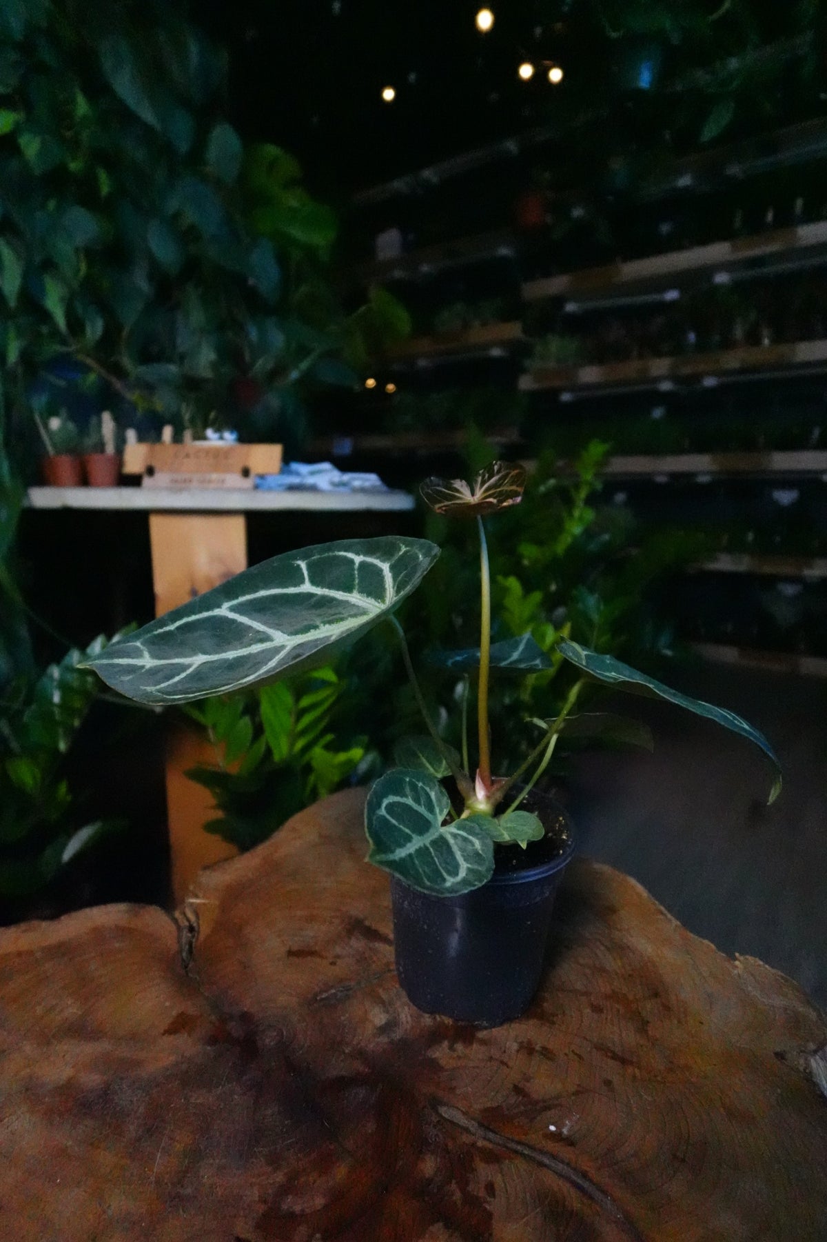 Anthurium Silver Blush x Magnificum 4”