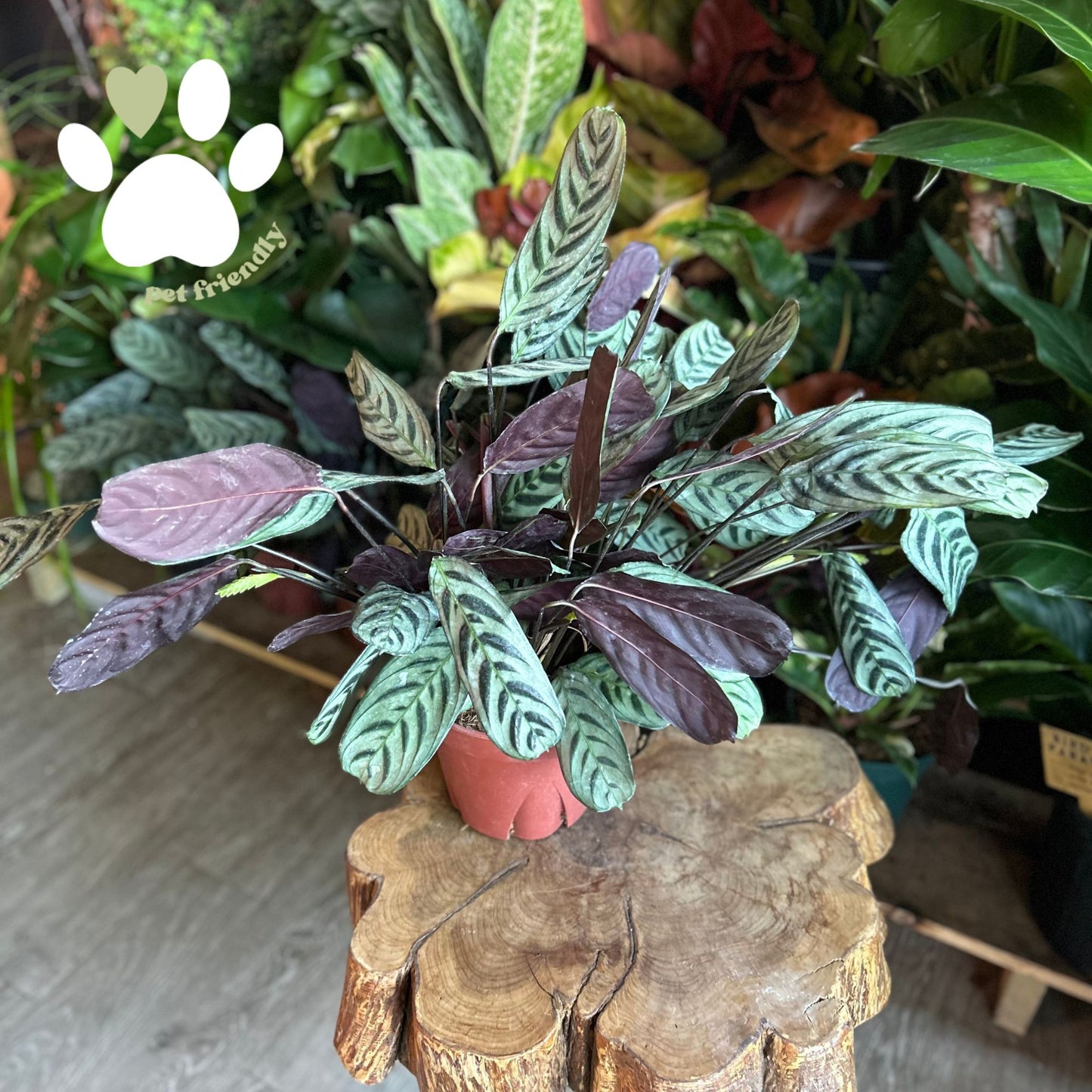 Calathea Burle Marx 8”