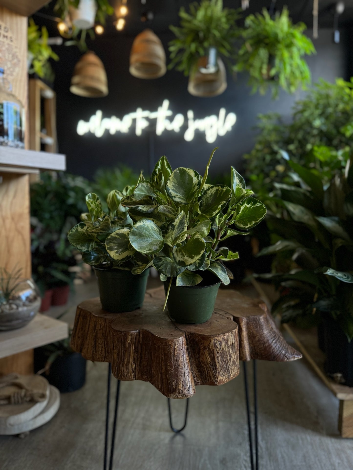 Peperomia Obtusifolia Marble 6”