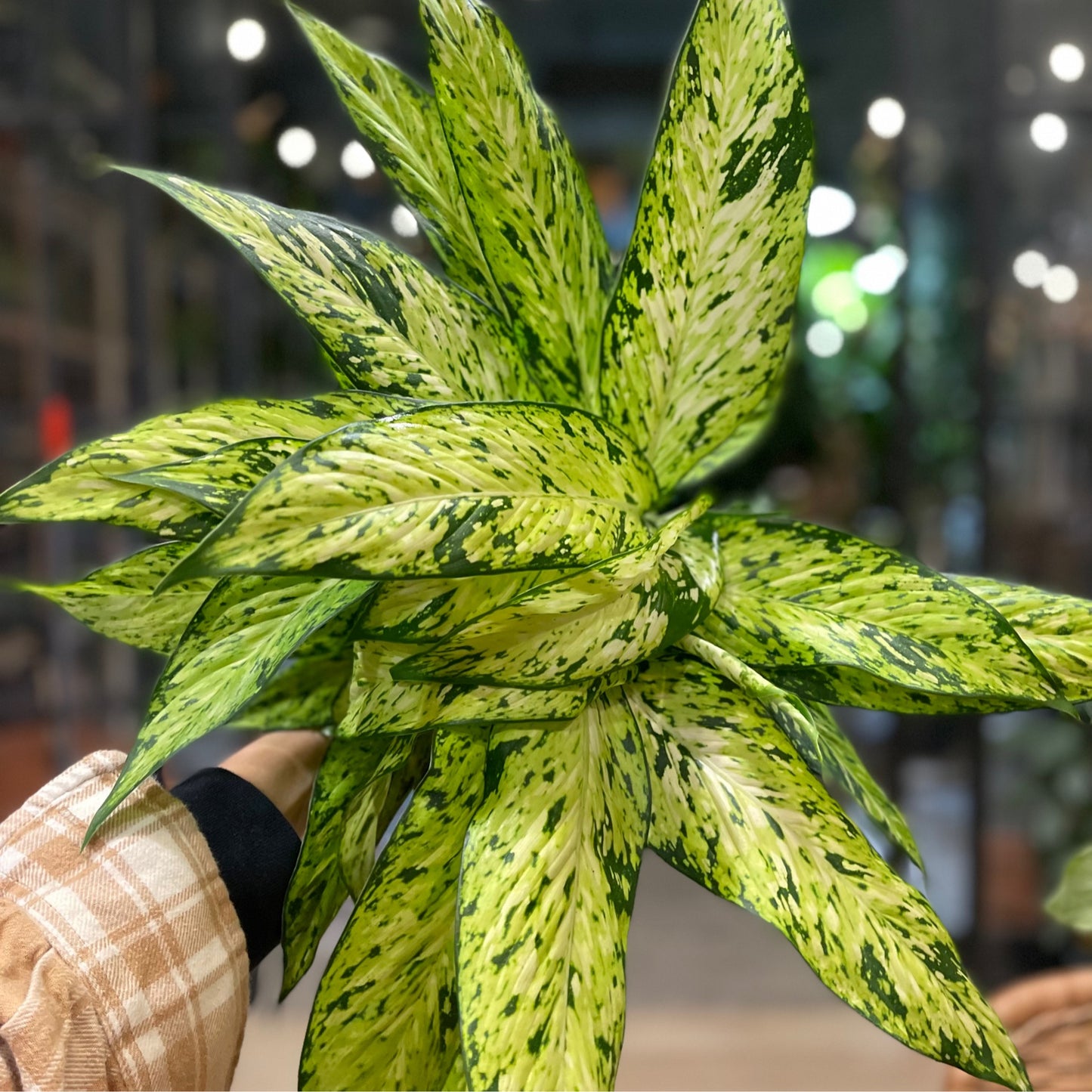 Dieffenbachia Lumina (Starbright) 6"