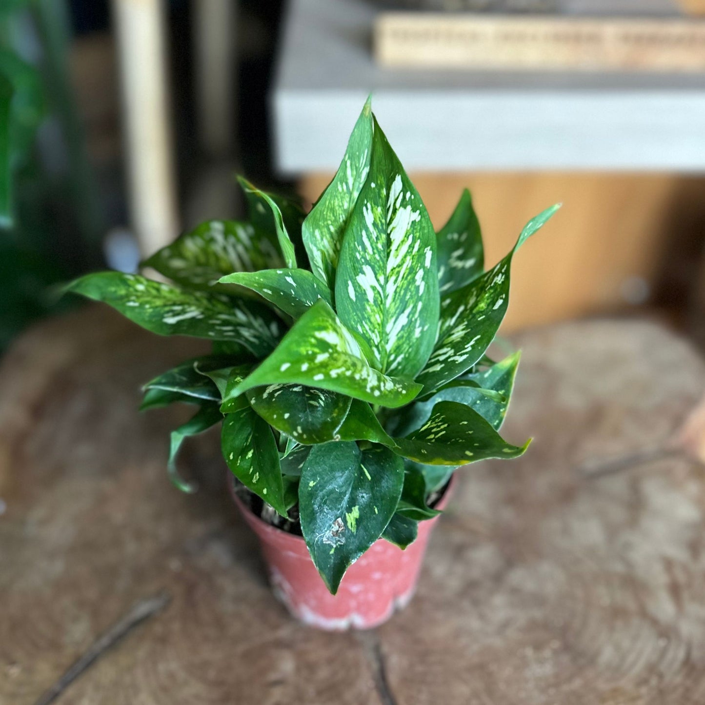 Dieffenbachia Starbrite 4"