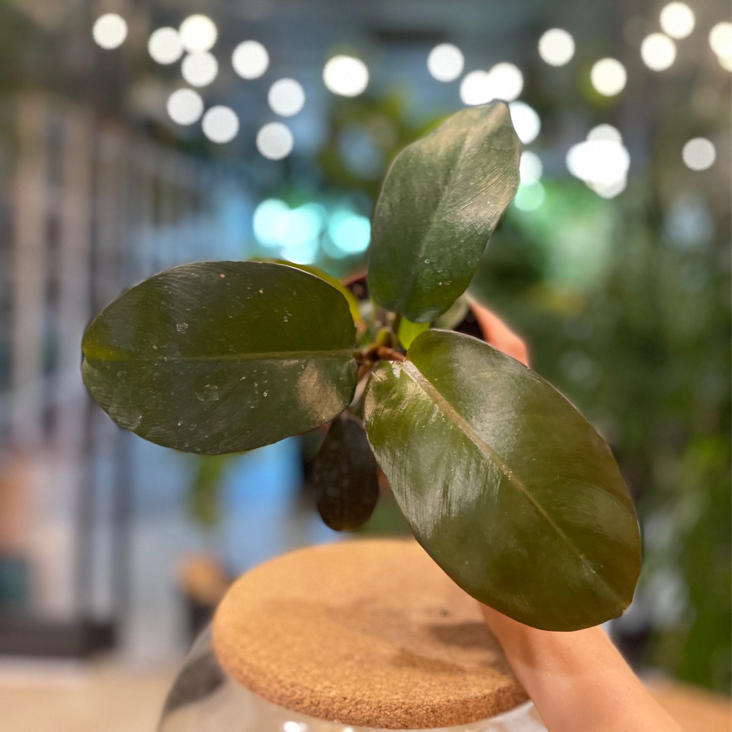 Philodendron Black Cardinal 4”