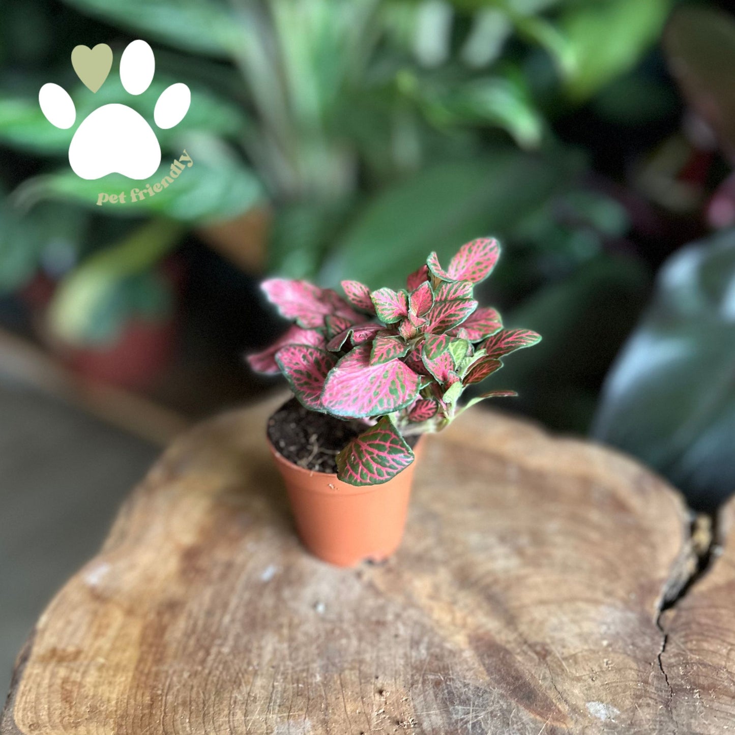 Fittonia Verachaffeitii Forest Flame 2"