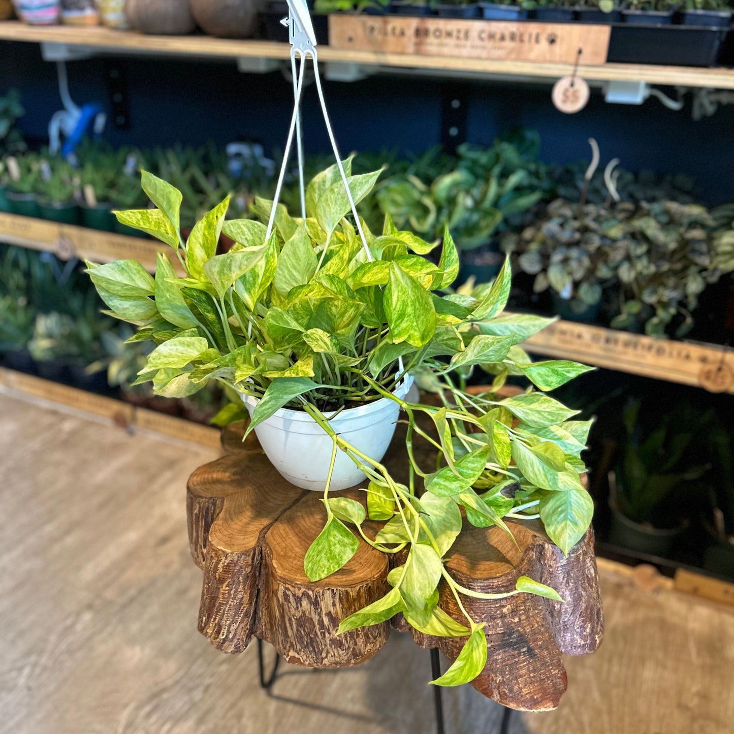 Neon Queen Pothos 8" HB