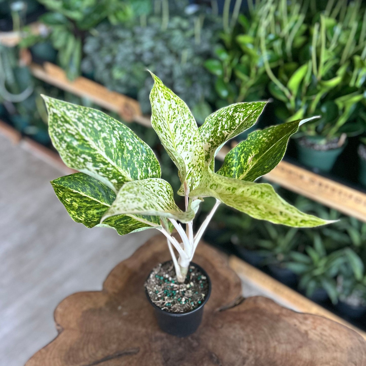Aglaonema White Laksap 4"