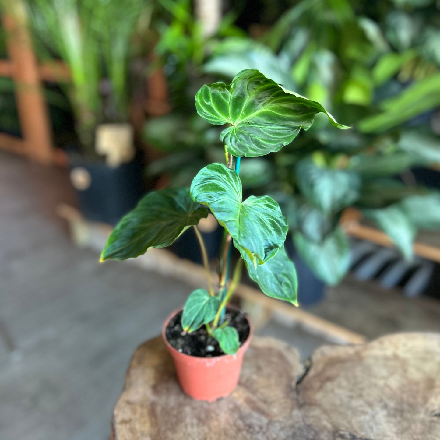 Philodendron Verrucosum 4"