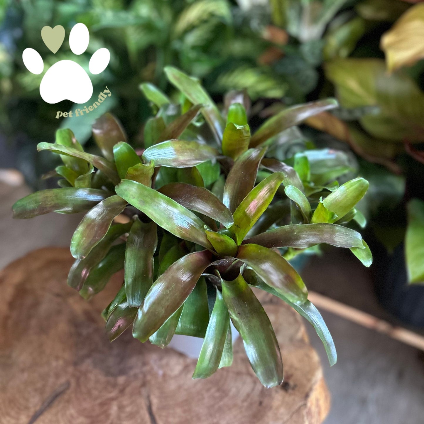 Neoregelia Sheba 6”