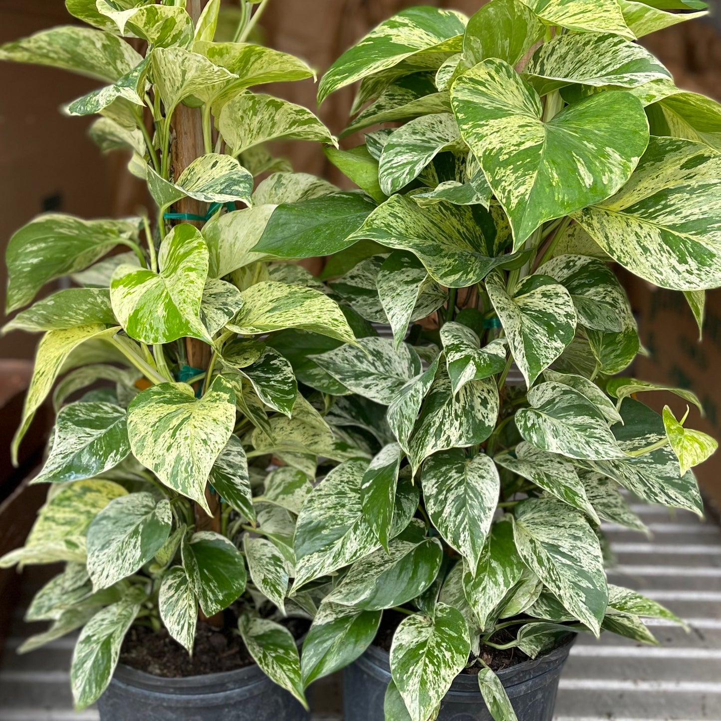 Marble Queen Pothos 10”