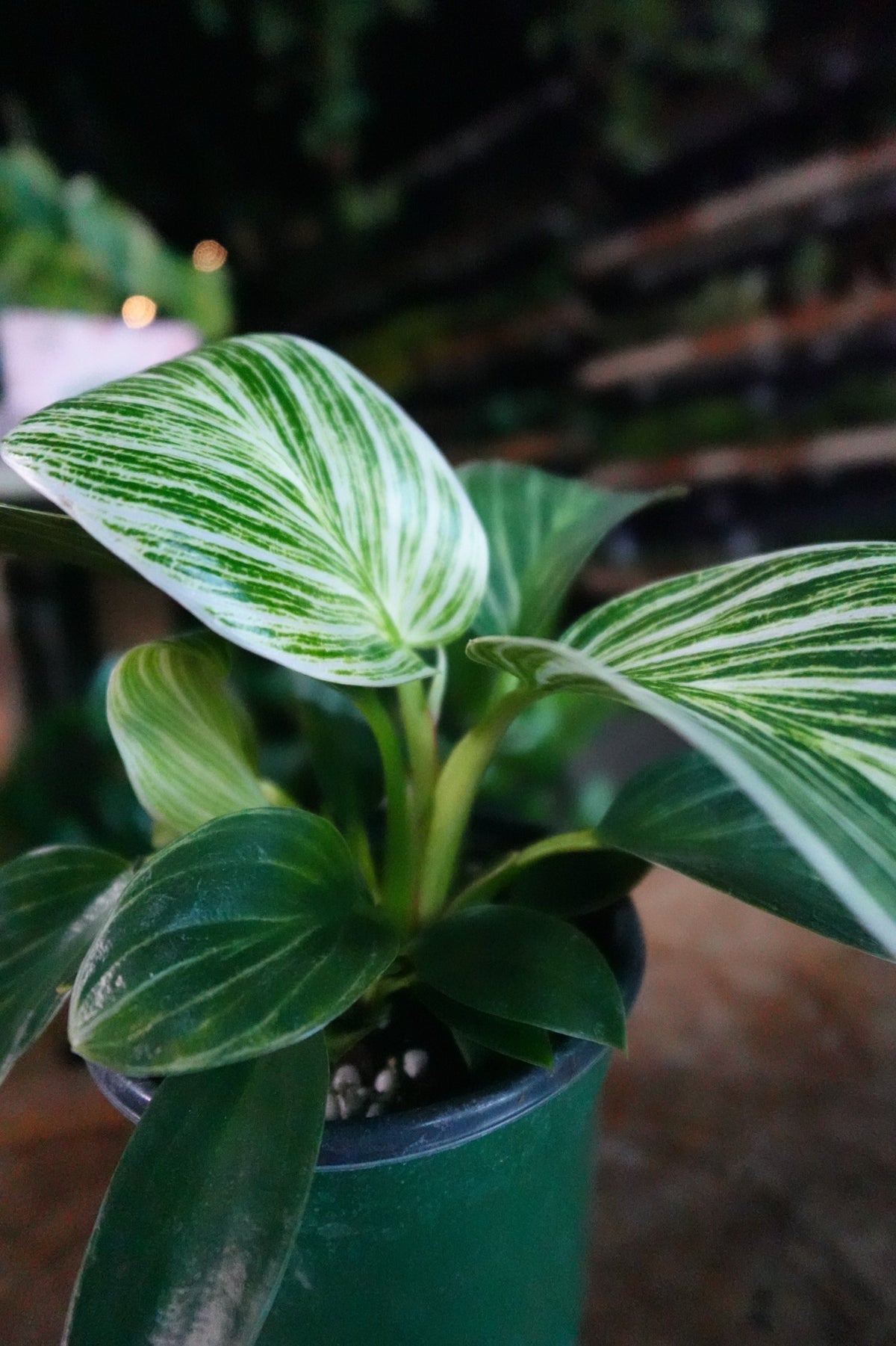 Philodendron Birkin 4"