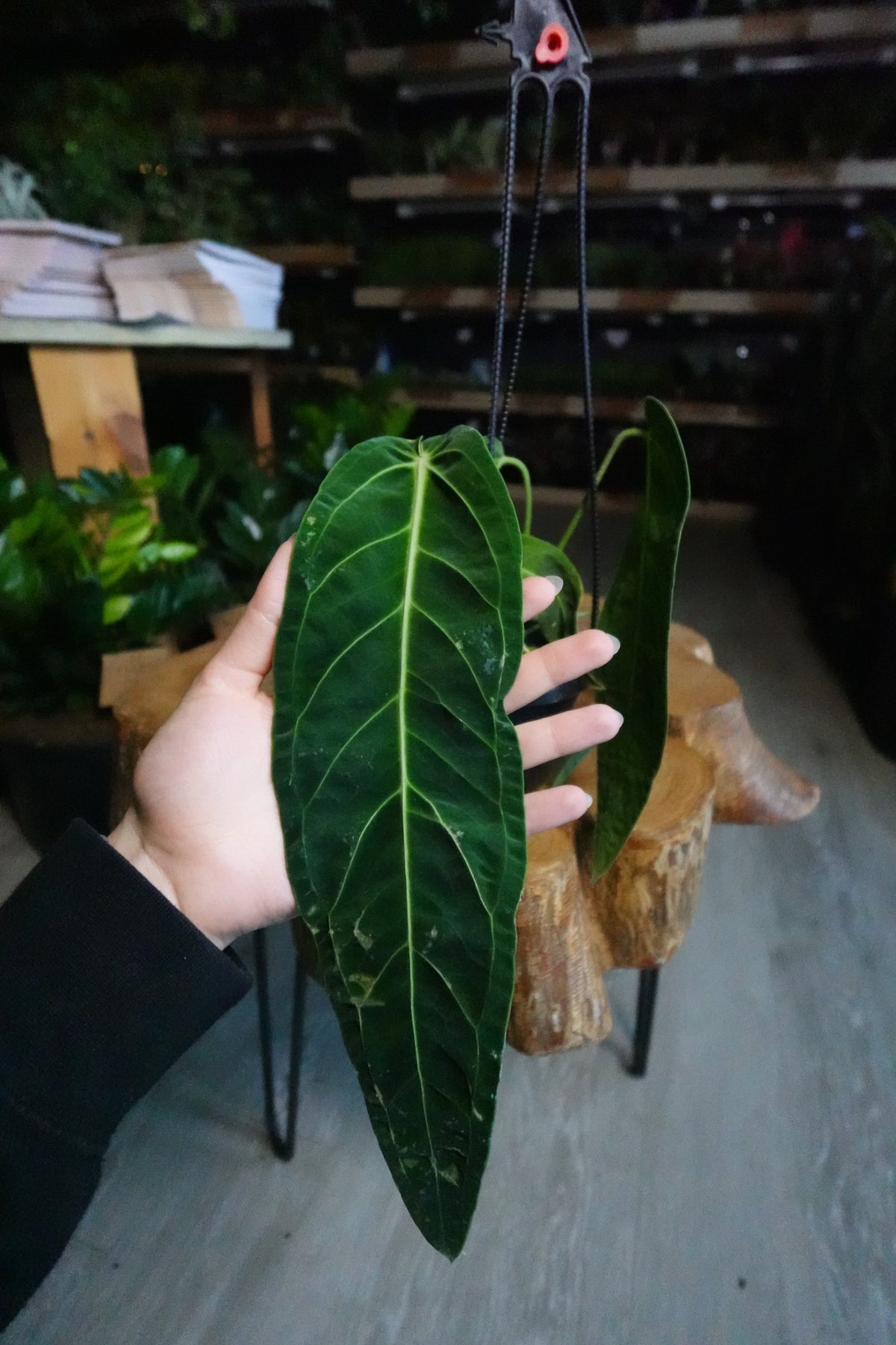 Anthurium Warocqueanum 4" HB