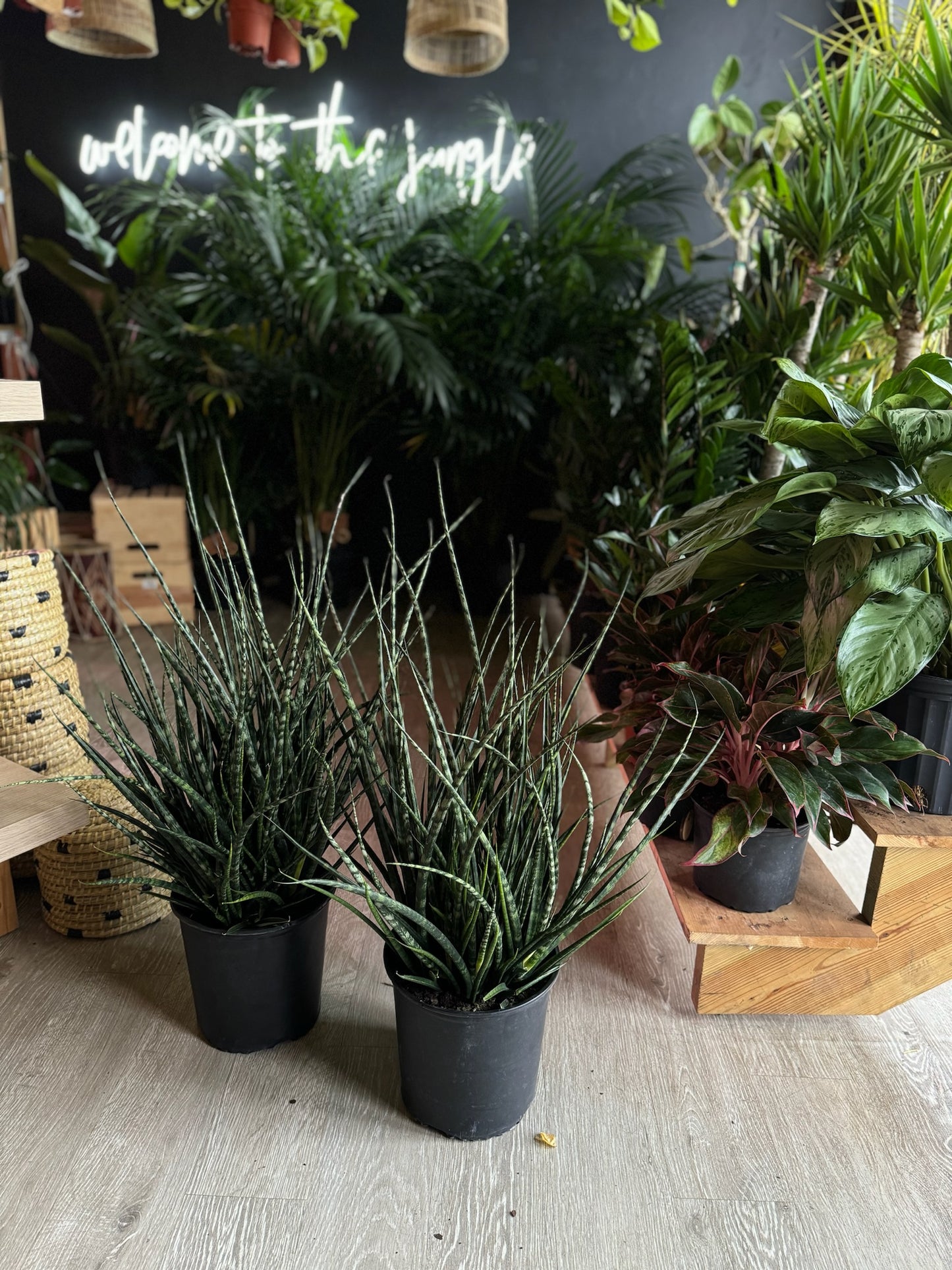 Sansevieria Fernwood Mikado 10”