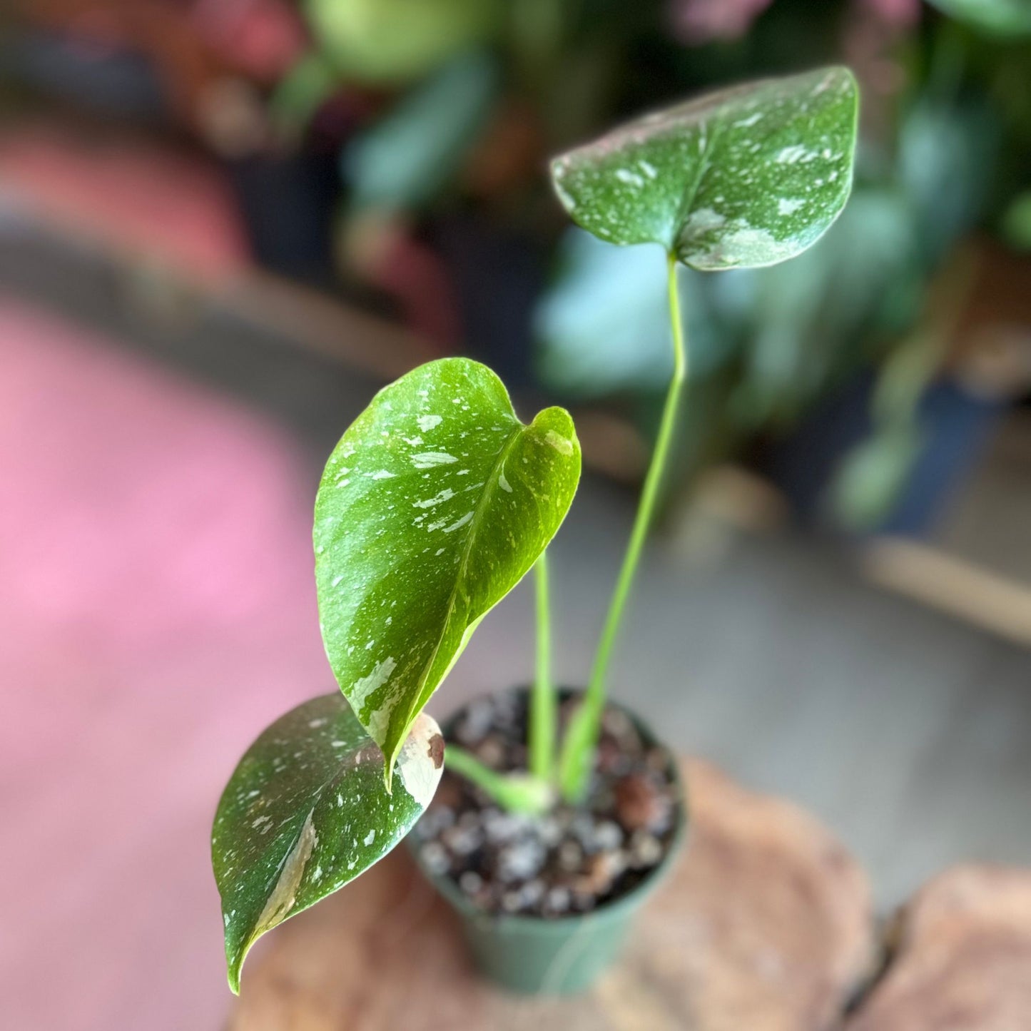 Monstera Thai Constellation 3.5"