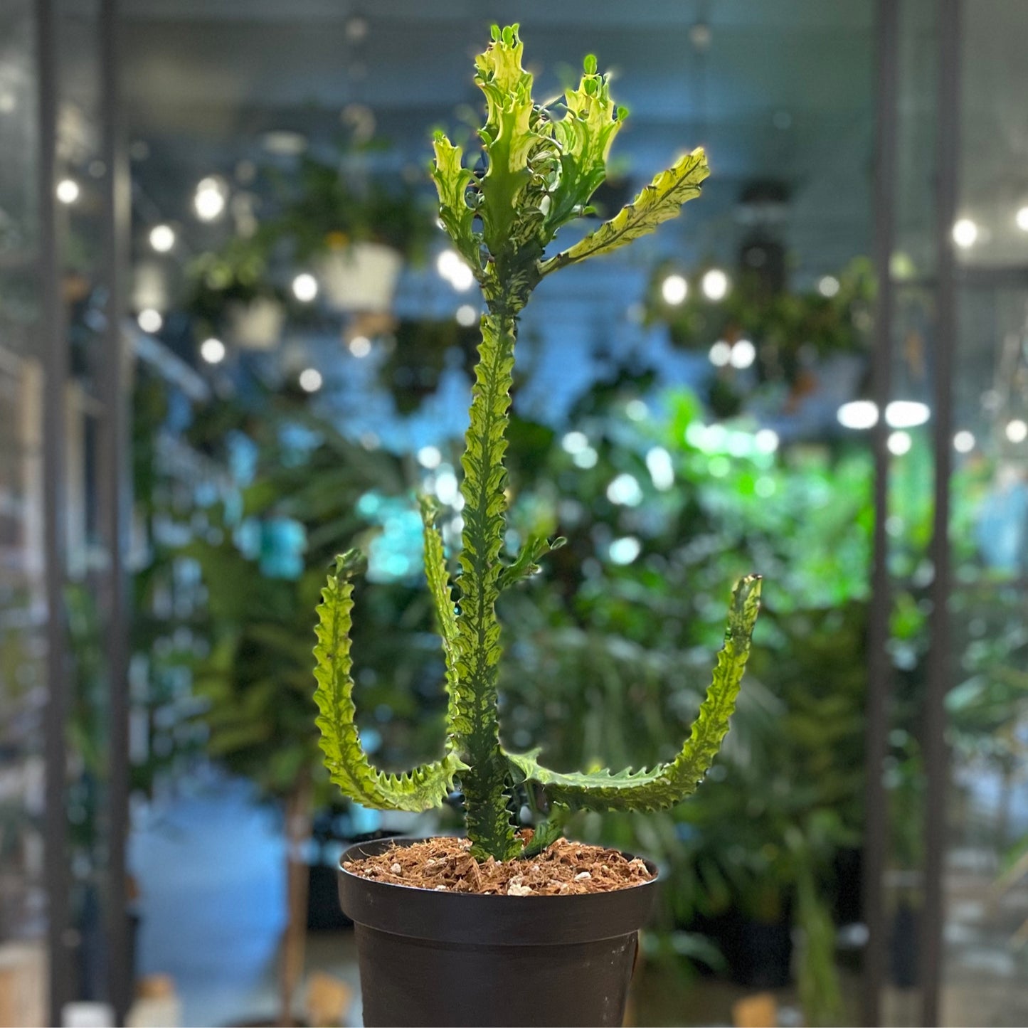 Euphorbia Trigona Variegated 8”