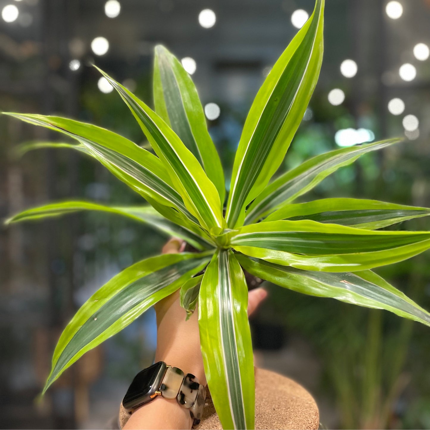 Dracaena Warneckii Lemon Lime 4”