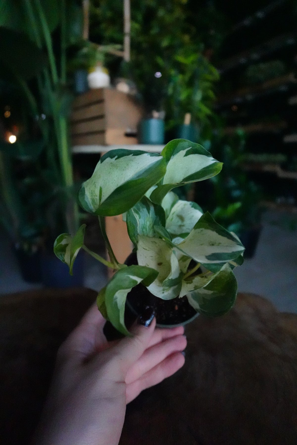 Pothos Manjula 2"