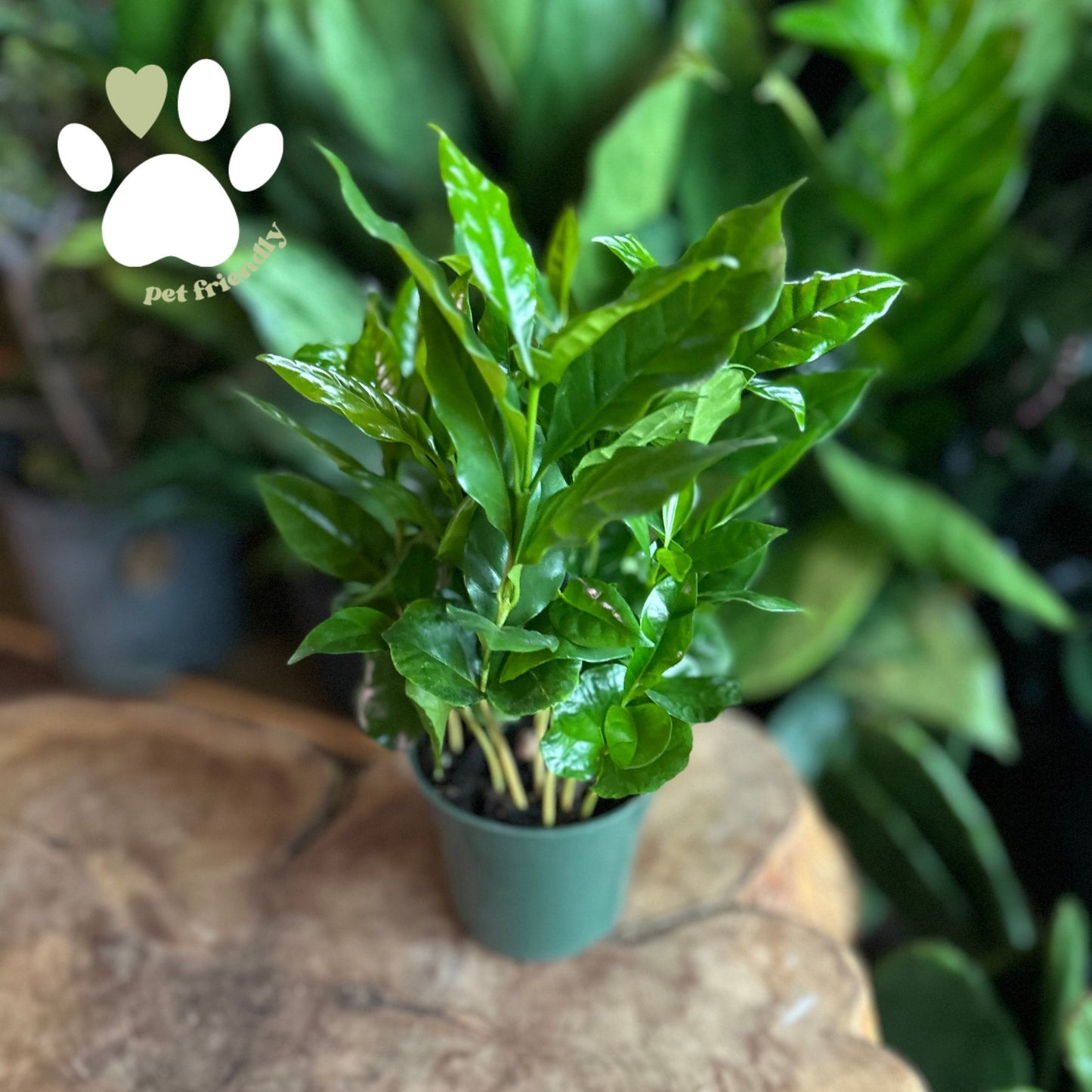 Coffee Plant 4"
