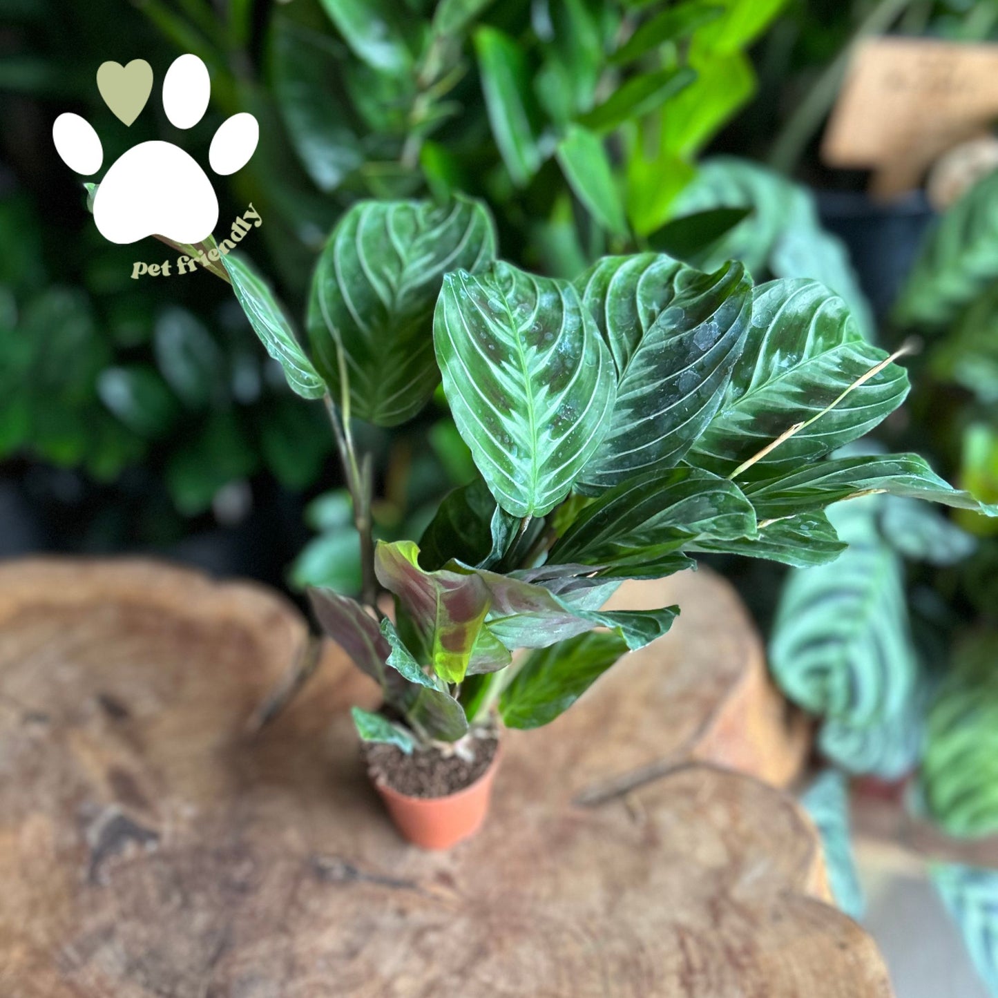 Maranta Leuconeura Fascinator 2"
