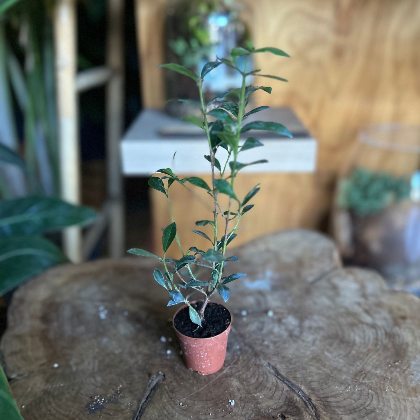 Eugenia Globulus 2"