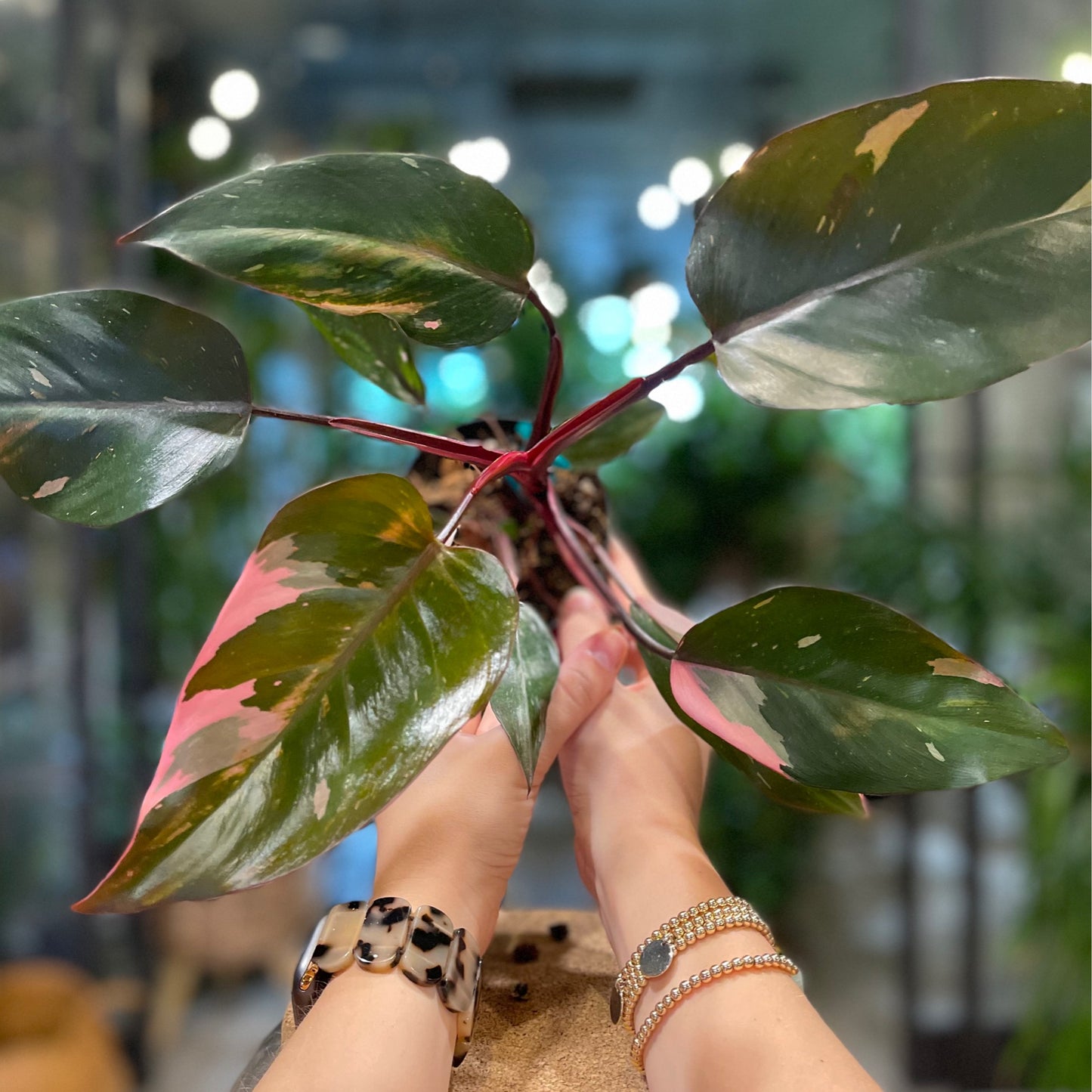 Pink Princess Philodendron 4"