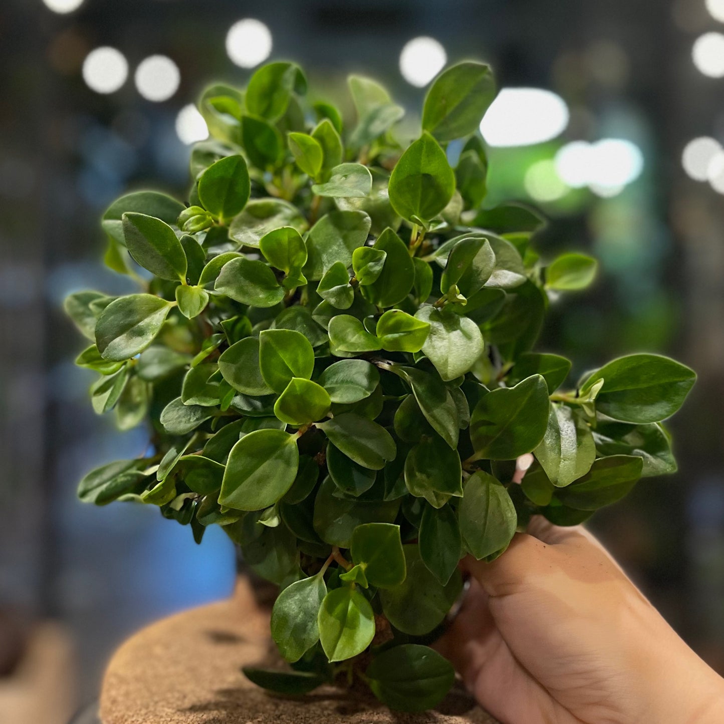 Peperomia Cubensis 6"