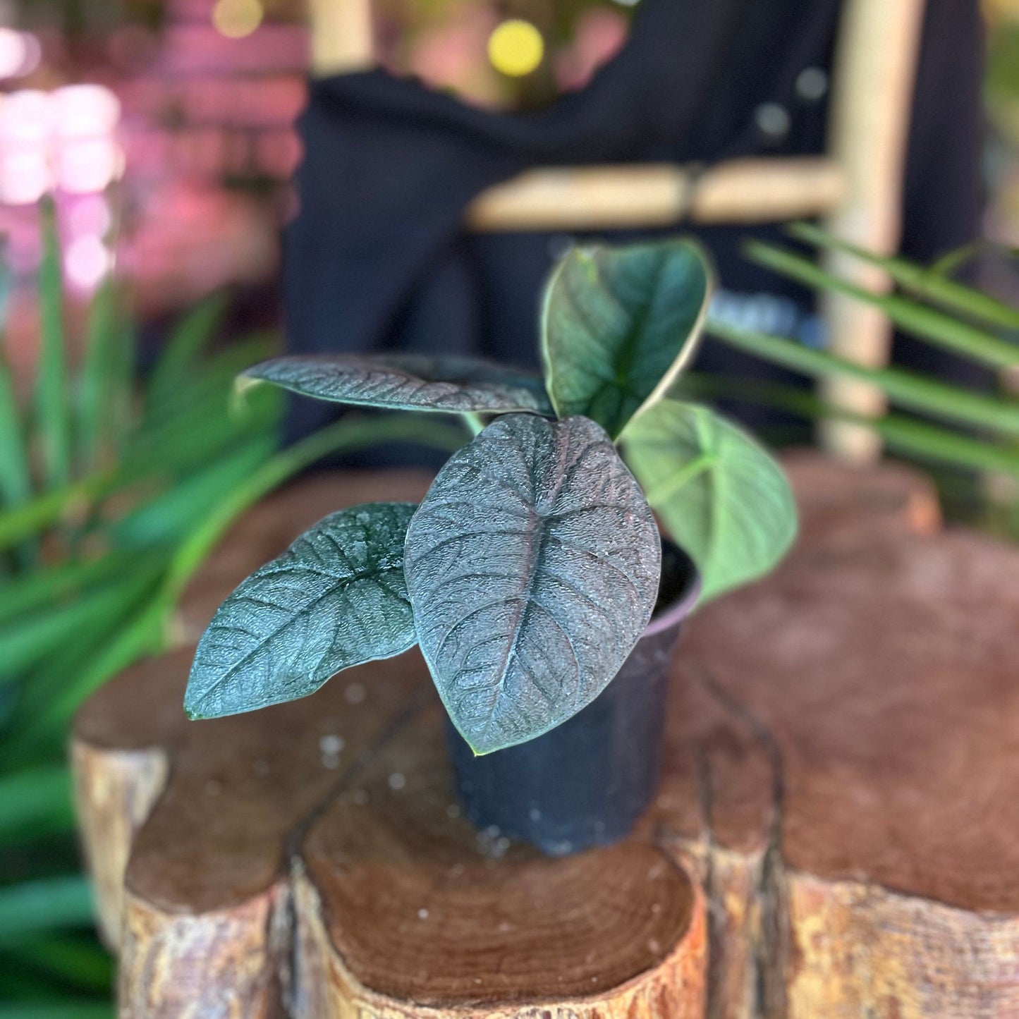 Alocasia Melo 4"
