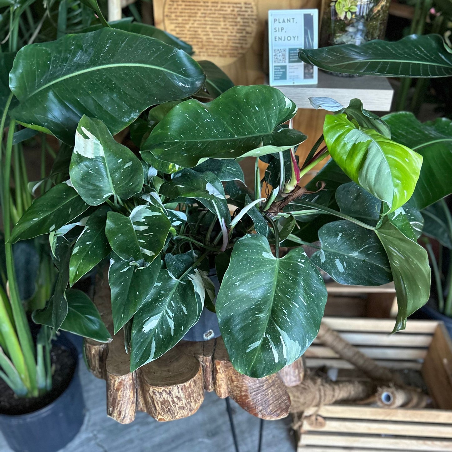 Philodendron White Princess 8"