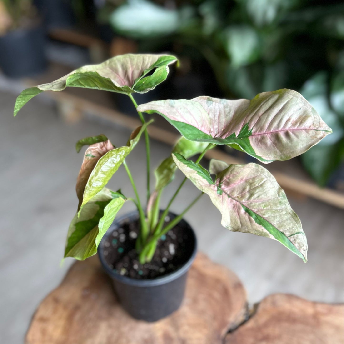 Syngonium Pink Lava 4"