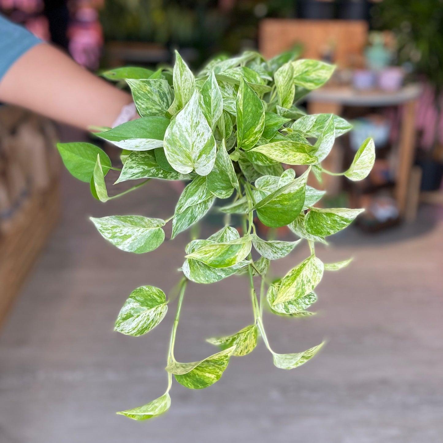 Marble Queen Pothos 6”