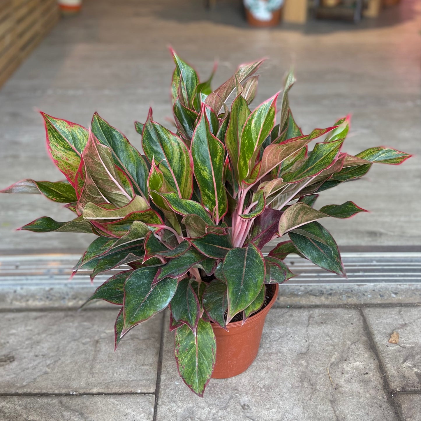 Aglaonema Creta 8”