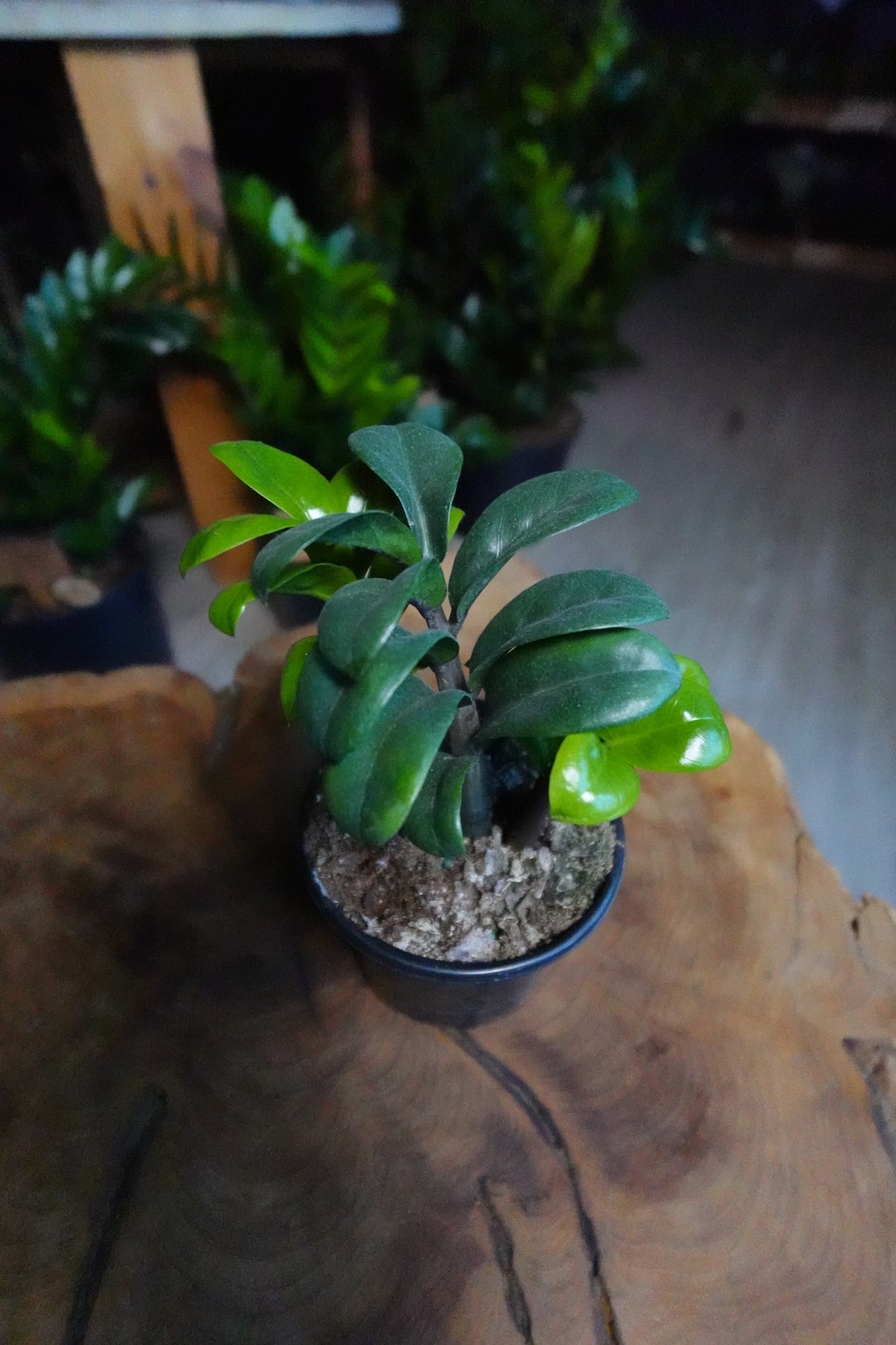 ZZ Plant Zenzi 4"