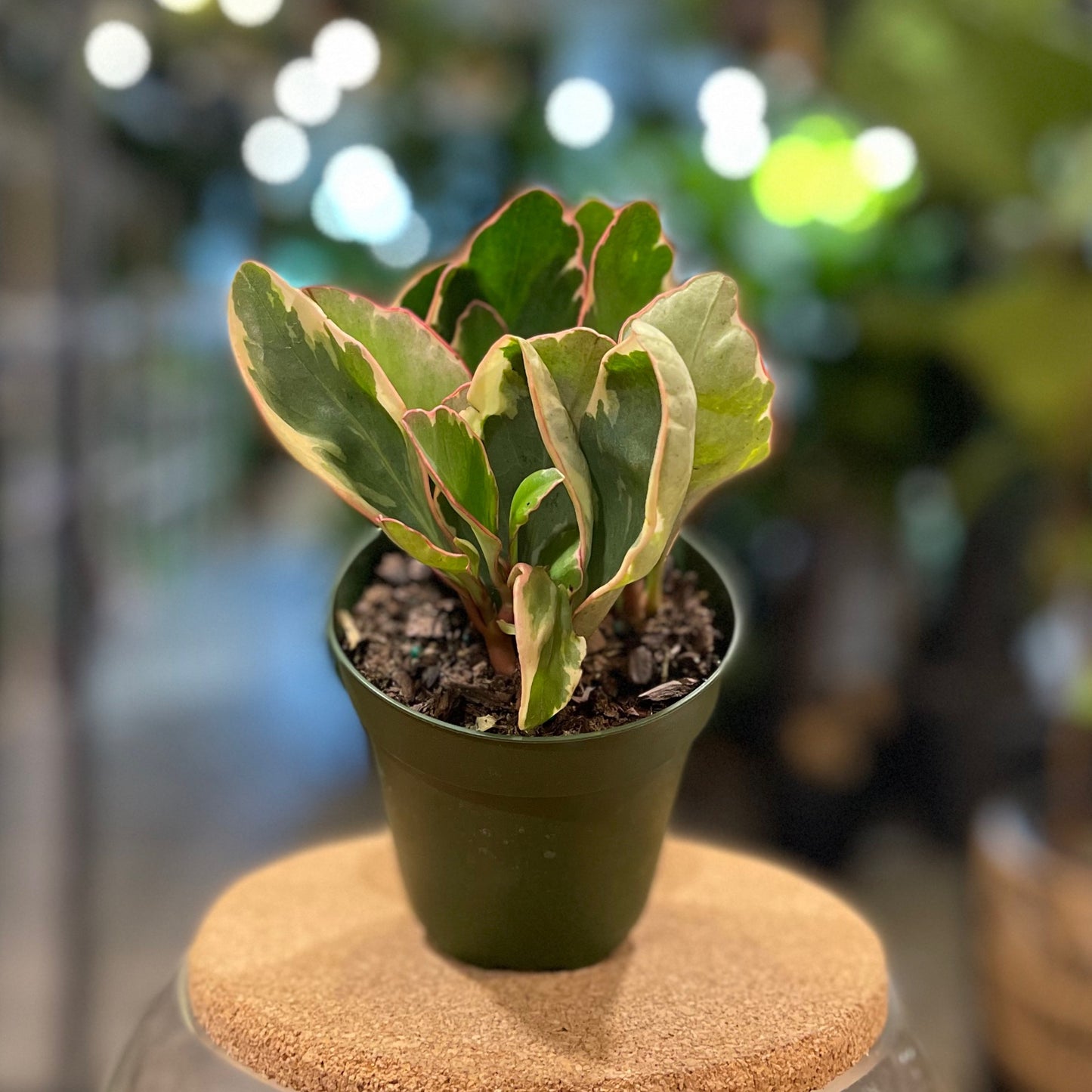 Peperomia Ginny (Pink Edge) 4"