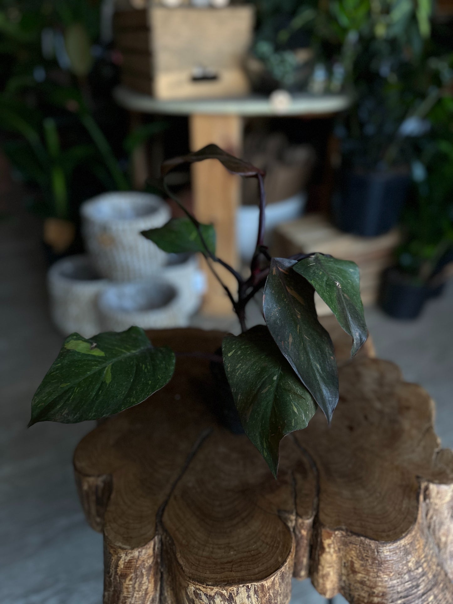 Philodendron Orange Princess 4"
