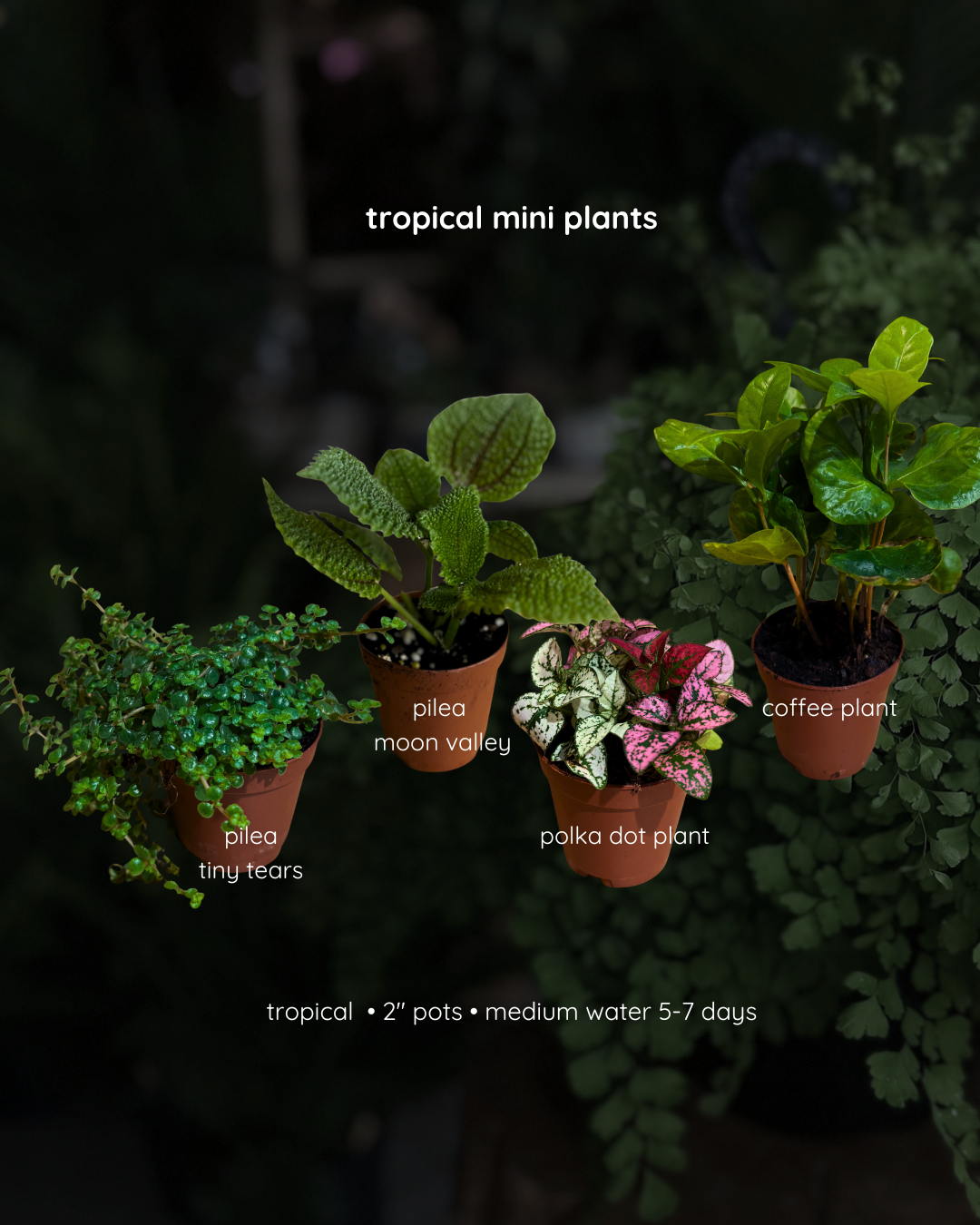 mini plant 2" - store pickup only
