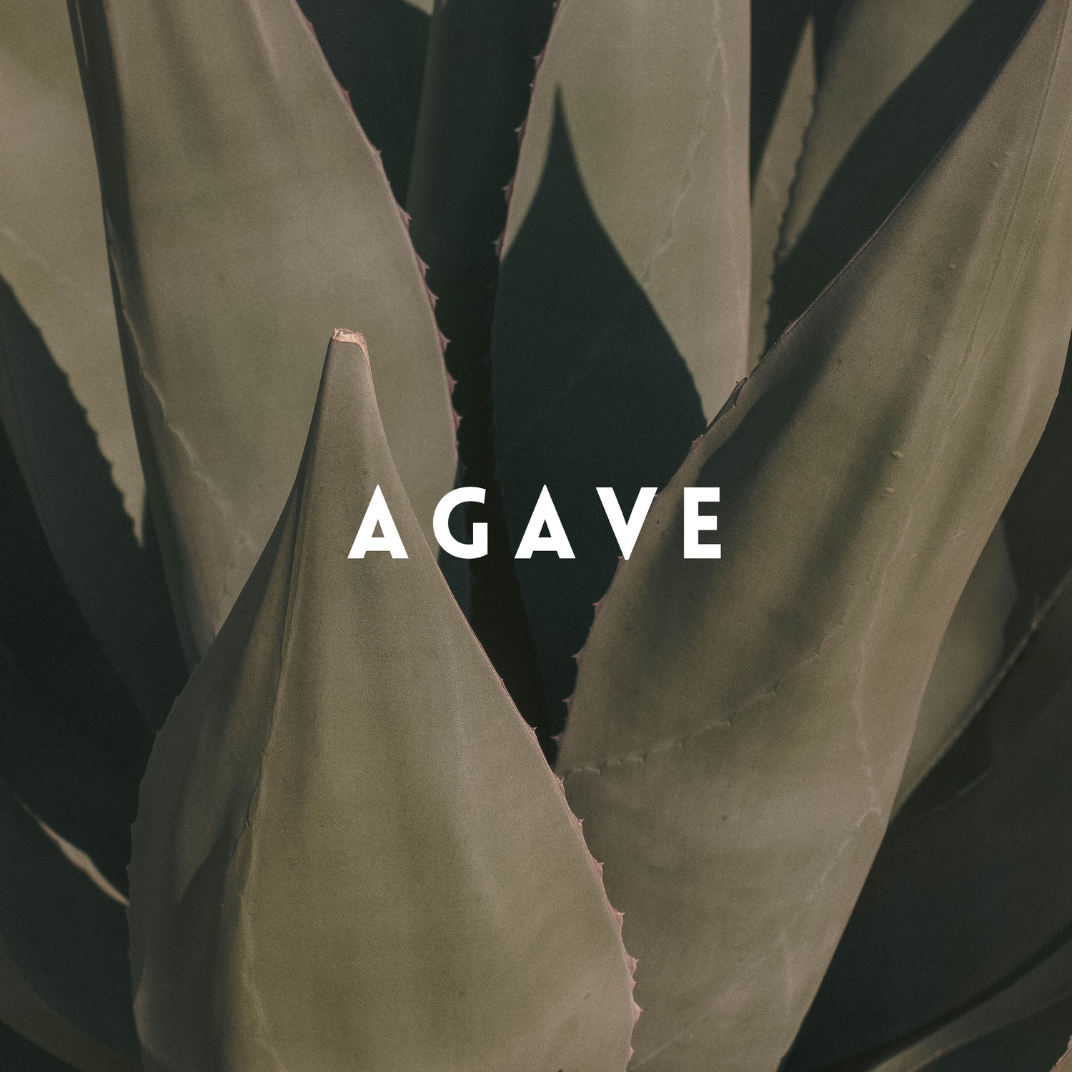 agave