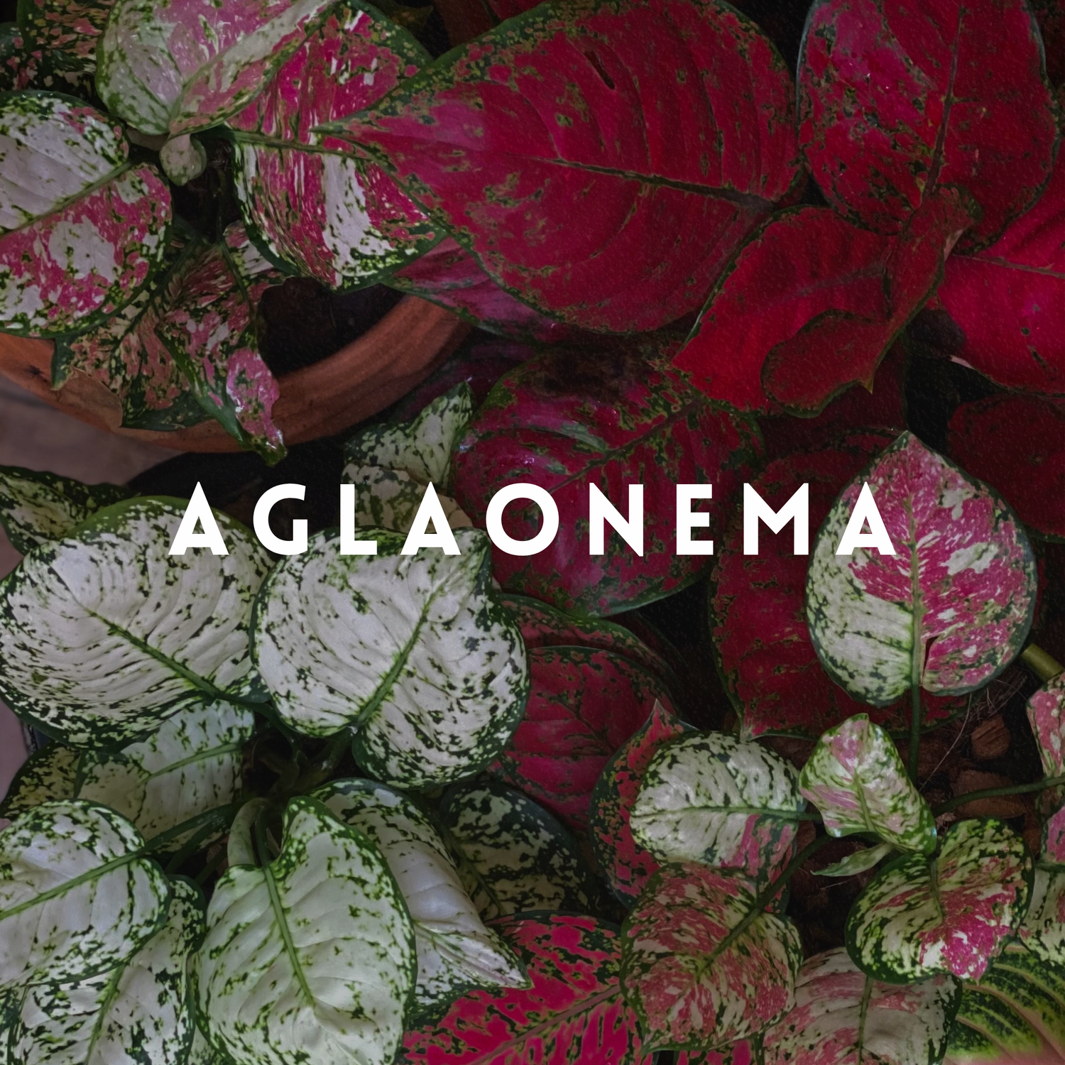 aglaonemas